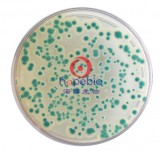 蜡样芽孢杆菌显色培养基(第三代) 蜡样芽孢杆菌显色培养基(第三代)